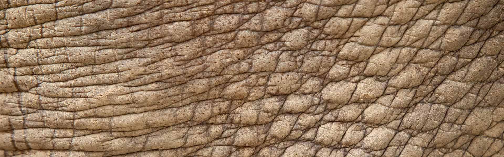 rhino skin