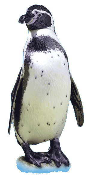 Penguin